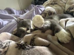 Found/Stray Female Cat last seen Beamguard rd, Clover, SC 29710