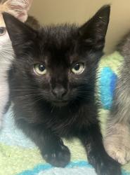 Shelter Stray Male Cat last seen Chamblee Tucker Road, Chamblee GA 30341, 30341, GA, 3280 Chamblee Dunwoody Rd, Chamblee, GA 30341, USA