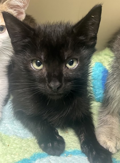 Shelter Stray Male Cat last seen Chamblee Tucker Road, Chamblee GA 30341, 30341, GA, 3280 Chamblee Dunwoody Rd, Chamblee, GA 30341, USA