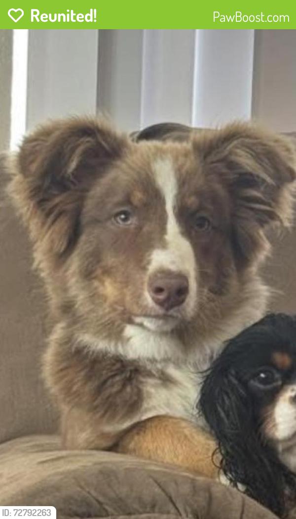 Reunited Female Dog last seen Mathany, Matheny, CA 93274