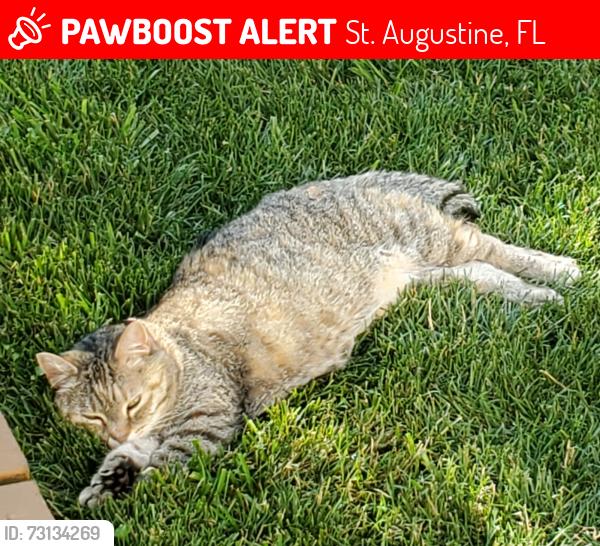 Lost Female Cat last seen Koa, St. Augustine, FL 32080