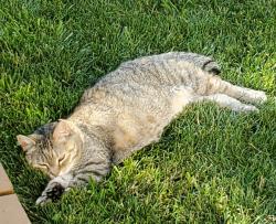 Lost Female Cat last seen Koa, St. Augustine, FL 32080
