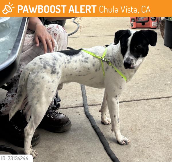 Found/Stray Male Dog last seen Flower St Chula Vista Ca, Chula Vista, CA 91910