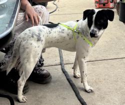 Found/Stray Male Dog last seen Flower St Chula Vista Ca, Chula Vista, CA 91910