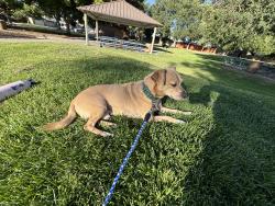 Reunited Female Dog last seen Peach and Gettysburg, Clovis, CA 93612