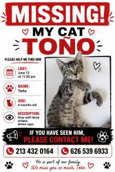 Lost Male Cat last seen Koreatown Los Ángeles ca, Los Ángeles, CA 90005