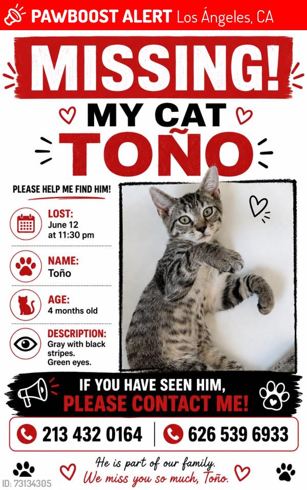 Lost Male Cat last seen Koreatown Los Ángeles ca, Los Ángeles, CA 90005
