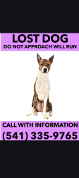 Lost Male Dog last seen Railroad ave, clackmas community collage/ 711 on linwood ave, Milwaukie, OR 97222