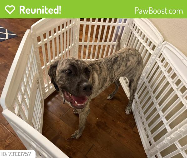 Reunited Unknown Dog last seen Vicky Ln, Wylie, TX 75098, Wylie, TX 75098