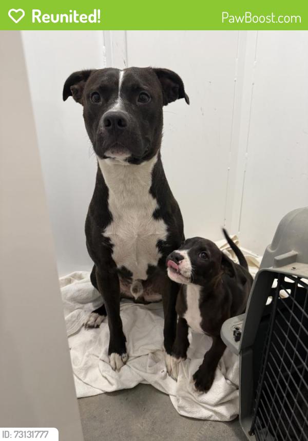 Reunited Male Dog last seen Near E Kenosha St, Broken Arrow, OK 74014, USA, Broken Arrow, OK 74014
