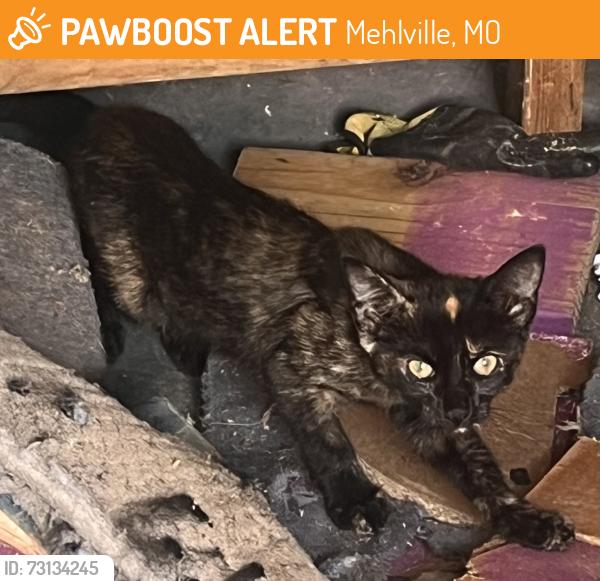Found/Stray Female Cat last seen Jefferson Barracks, Mehlville, MO 63125