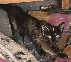 Found/Stray Female Cat last seen Jefferson Barracks, Mehlville, MO 63125