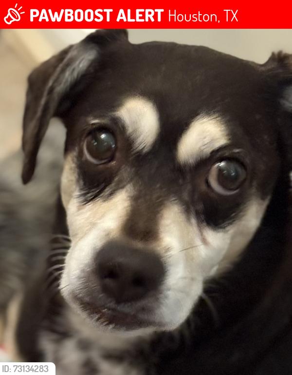 Lost Female Dog last seen Stunner and cypresswood, Houston, TX 77070