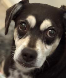 Lost Female Dog last seen Stunner and cypresswood, Houston, TX 77070
