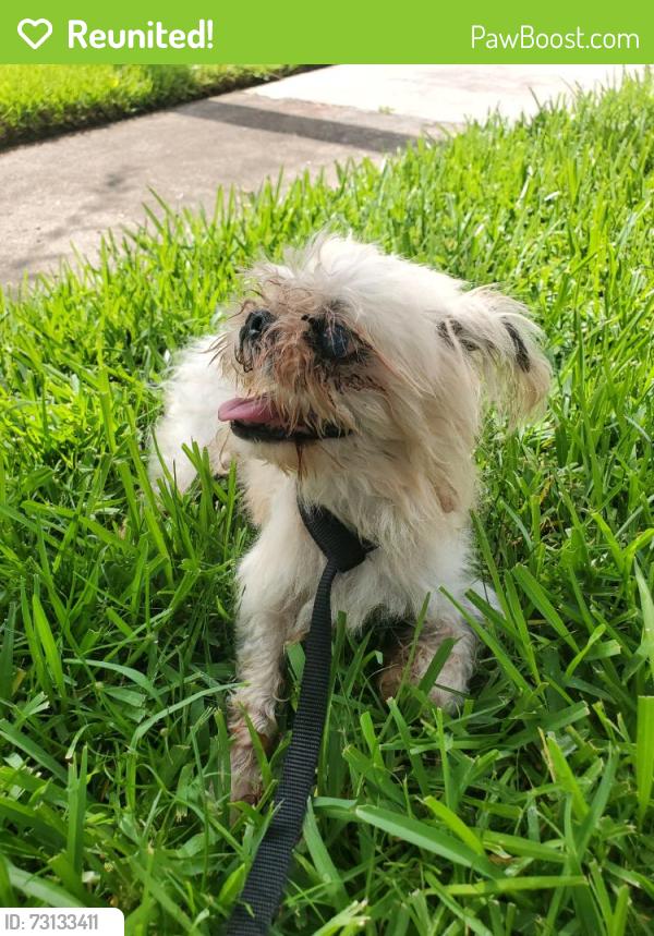 Reunited Male Dog last seen Elmsgrove Ln, Houston, TX 77070, USA, Houston, TX 77070