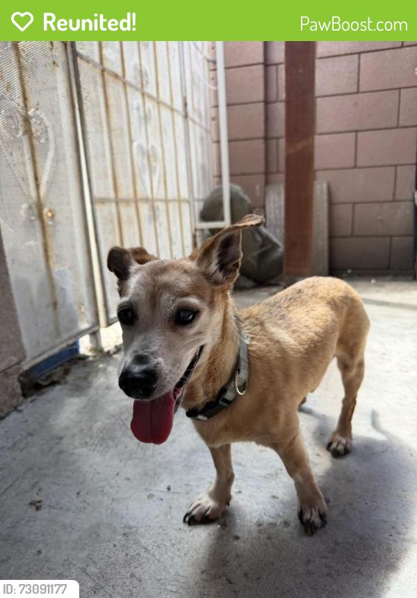 Reunited Male Dog last seen Cagliero and berry dale st. La puente ca, City of Industry, CA 91746
