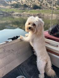 Reunited Male Dog last seen Mount whintey high school, Visalia, CA 93277