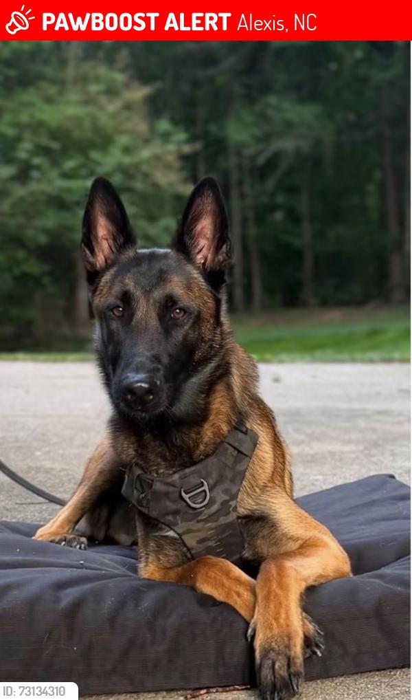 Lost Male Dog last seen Mt. Zion Church Rd, Alexis, NC 28164