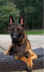Lost Male Dog last seen Mt. Zion Church Rd, Alexis, NC 28164