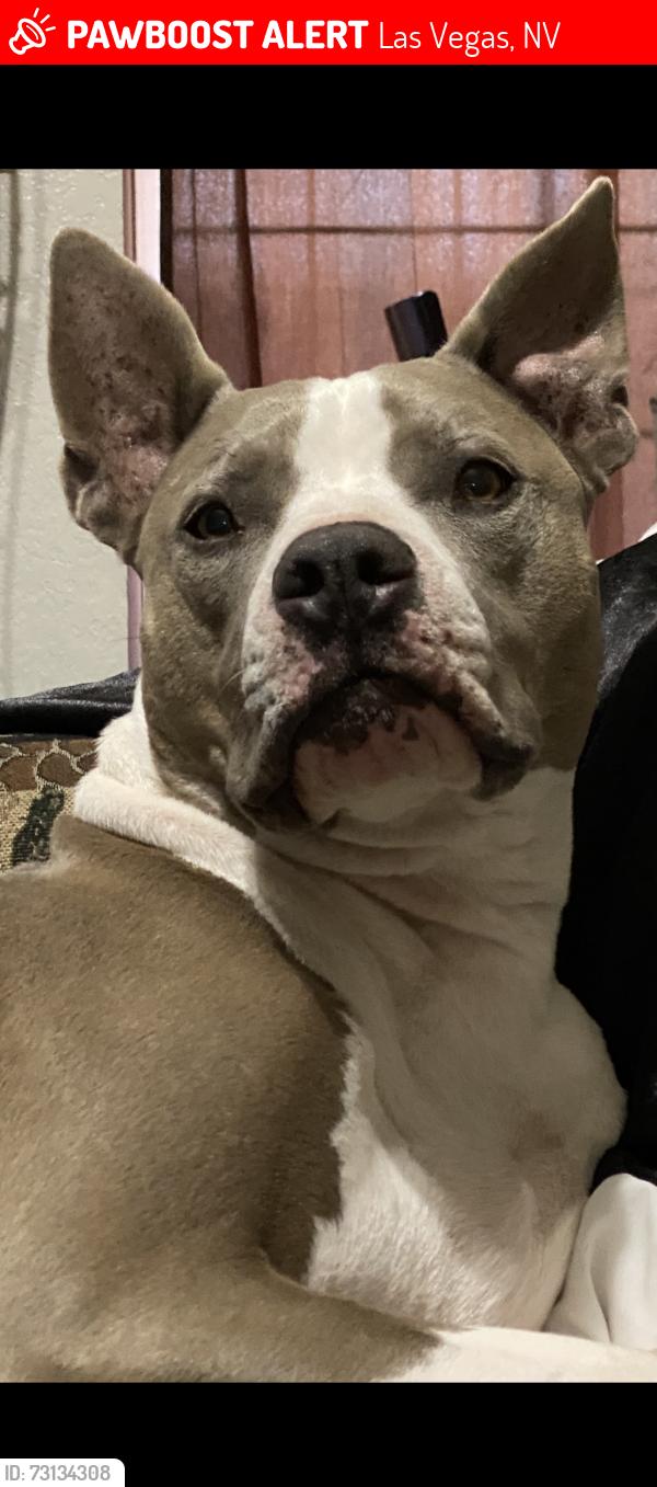 Lost Male Dog last seen Tropicana and Maryland Parkway, Las Vegas, NV 89119