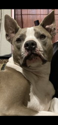 Lost Male Dog last seen Tropicana and Maryland Parkway, Las Vegas, NV 89119