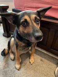 Reunited Female Dog last seen Walnut Creek, between Debbie Ln and Turner Warnell, Mansfield, TX 76063