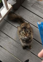 Found/Stray Unknown Cat last seen apmts on Dave Buck Road, Johnson City, TN 37601