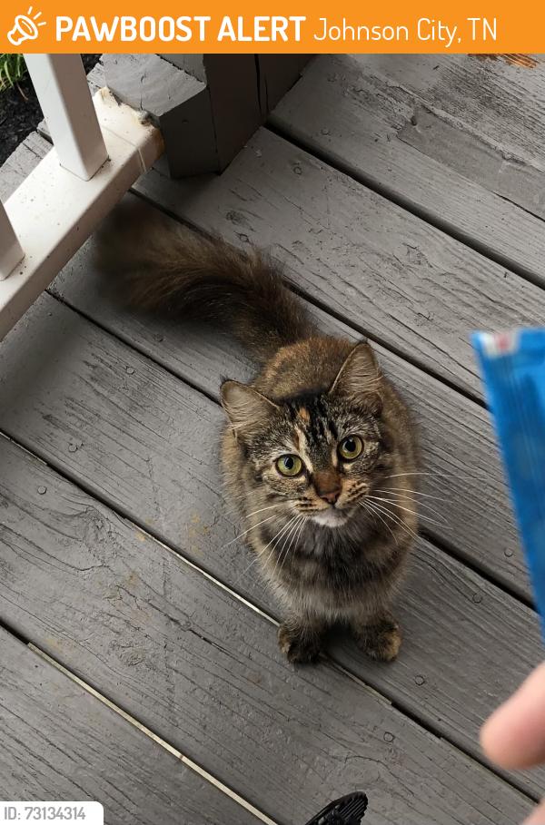 Found/Stray Unknown Cat last seen apmts on Dave Buck Road, Johnson City, TN 37601