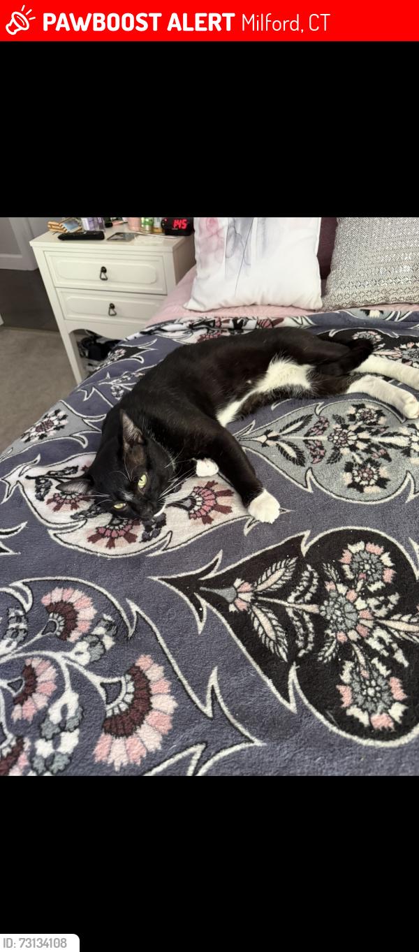 Lost Male Cat last seen Timber Trail, Milford, CT 06460