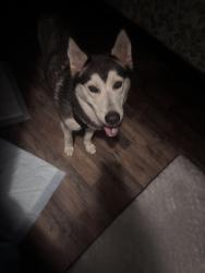 Found/Stray Female Dog last seen Telephone rd, Houston, TX 77061