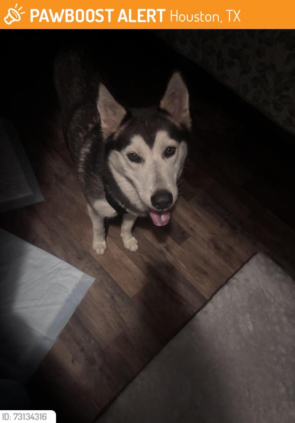 Found/Stray Female Dog last seen Telephone rd, Houston, TX 77061