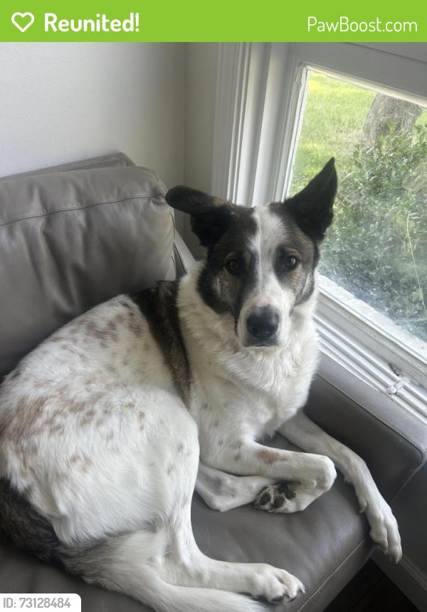 Reunited Male Dog last seen Short Mountain Distillery, Liberty, TN 37095