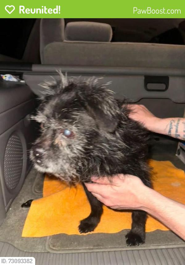 Reunited Unknown Dog last seen Preciado & Bernardo CHINO CA, Chino, CA 91710