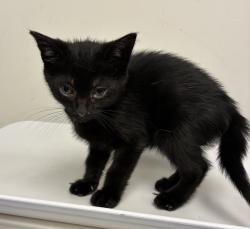 Shelter Stray Female Cat last seen SE 146th ave and stark, OR, 1700 W Historic Columbia River Hwy, Troutdale, OR 97060, USA