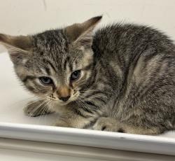 Shelter Stray Female Cat last seen SE 146th ave and stark, OR, 1700 W Historic Columbia River Hwy, Troutdale, OR 97060, USA