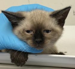 Shelter Stray Male Cat last seen SE 146th ave and stark, OR, 1700 W Historic Columbia River Hwy, Troutdale, OR 97060, USA