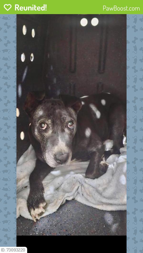 Reunited Unknown Dog last seen Auburndale & River Rd CORONA CA, Corona, CA 92878