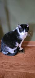 Lost Male Cat last seen Willow lane and w 90th place saint john indiana, Saint John, IN 46373
