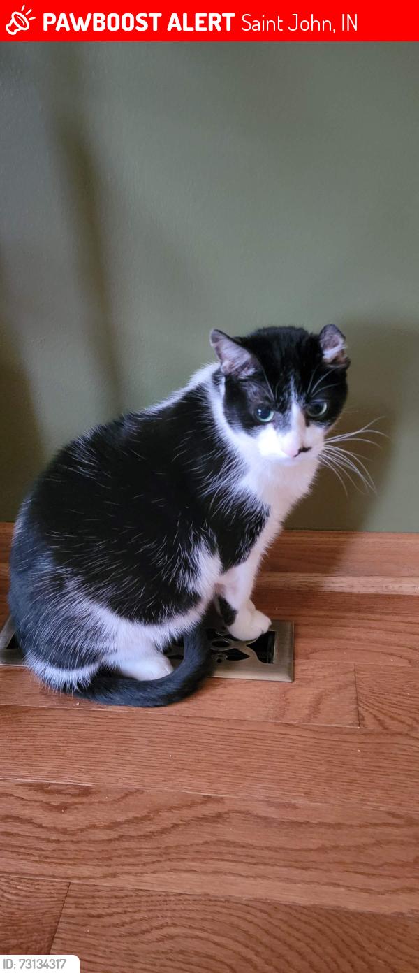 Lost Male Cat last seen Willow lane and w 90th place saint john indiana, Saint John, IN 46373