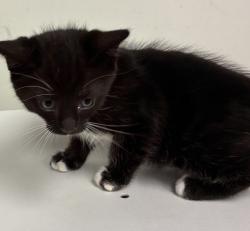 Shelter Stray Male Cat last seen SE 146th ave and stark, OR, 1700 W Historic Columbia River Hwy, Troutdale, OR 97060, USA