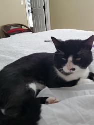 Found/Stray Male Cat last seen SE 26th CT & SE 33RD ST, Marion County, FL 34480