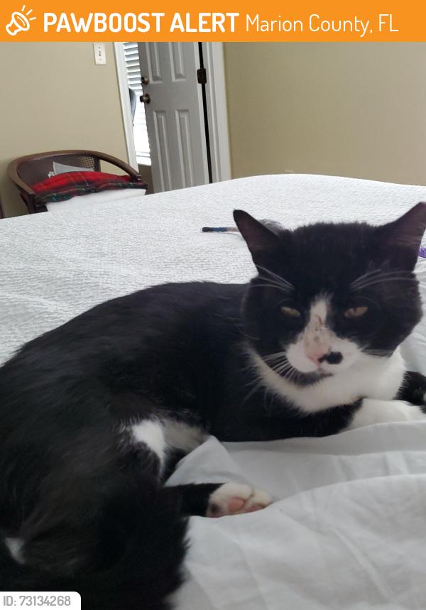 Found/Stray Male Cat last seen SE 26th CT & SE 33RD ST, Marion County, FL 34480