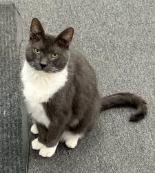 Reunited Male Cat last seen Portside Liquors off MacArthur Blvd Pocasset MA 02559, Bourne, MA 02559