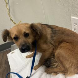 Shelter Stray Female Dog last seen Near W Washington Street, San Diego, CA, 92103, 5500 Gaines St, San Diego, CA 92110, USA