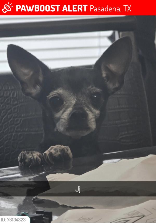 Lost Male Dog last seen Seymour st -Pasadena bvld, Pasadena, TX 77506
