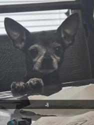 Lost Male Dog last seen Seymour st -Pasadena bvld, Pasadena, TX 77506