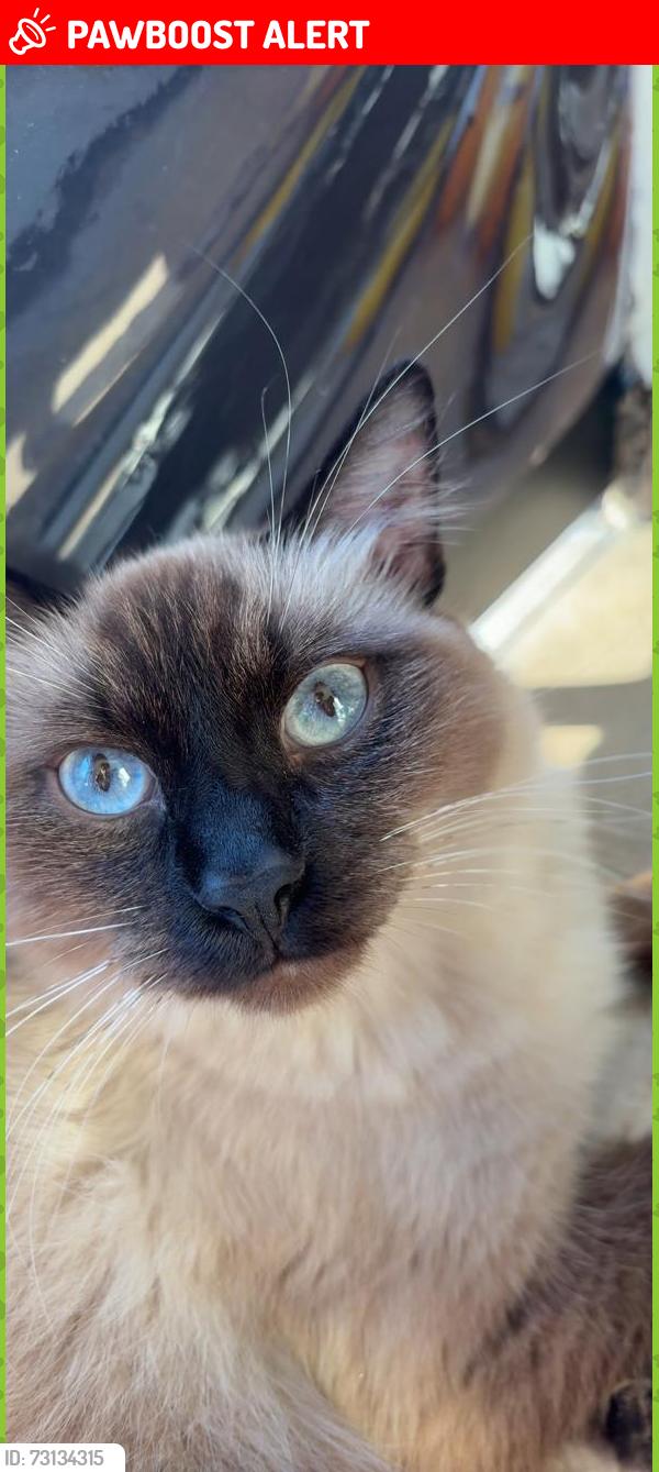 Lost Male Cat last seen Calle Iturbide o Calle Del parque, San Nicolás de los Garza, N.L. 66495