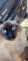 Lost Male Cat last seen Calle Iturbide o Calle Del parque, San Nicolás de los Garza, N.L. 66495