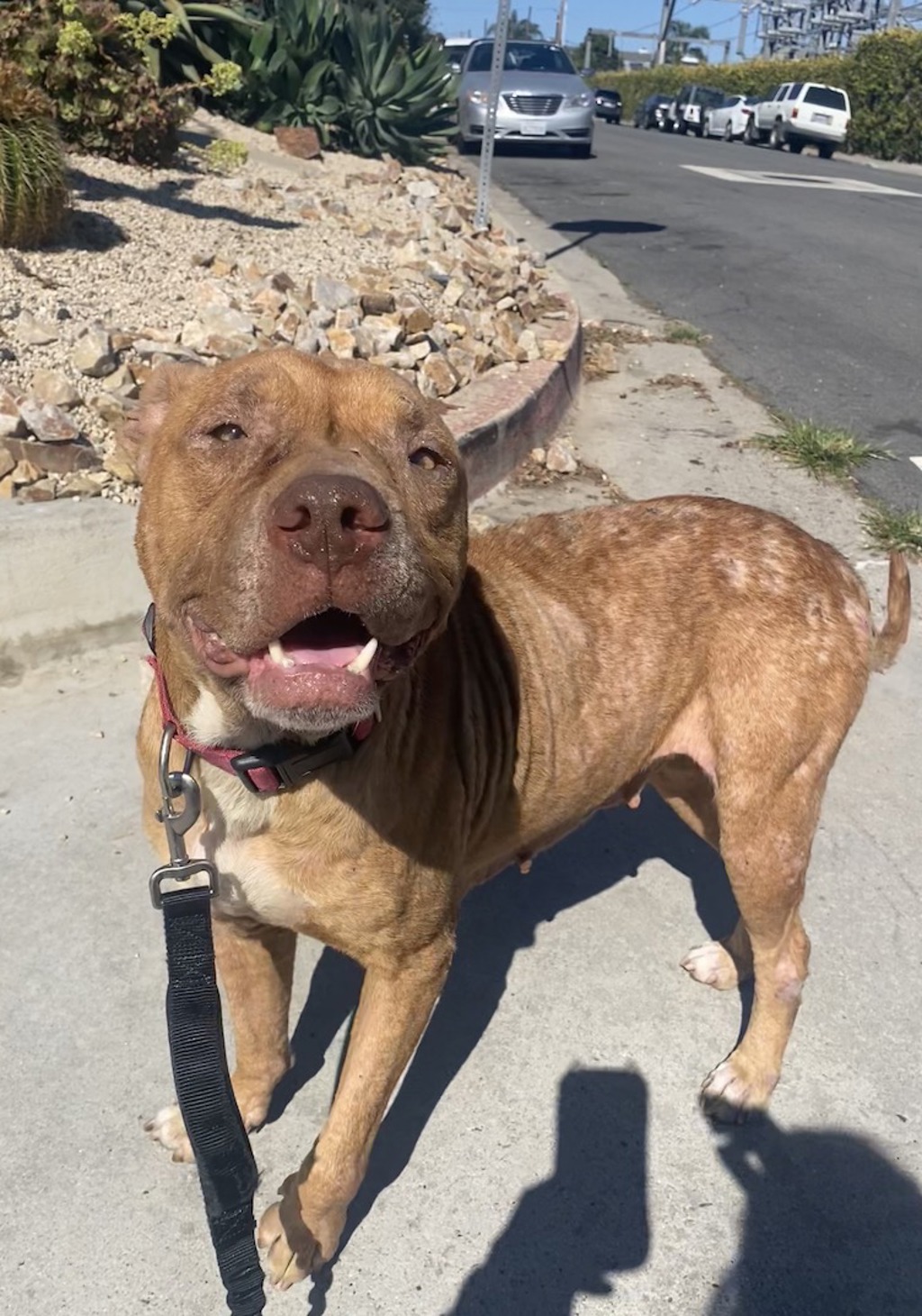 Shelter Stray Female Dog last seen Buenos Aires Norte Tijuana, Tijuana, BC, 22000, Mexico, 5500 Gaines St, San Diego, CA 92110, USA