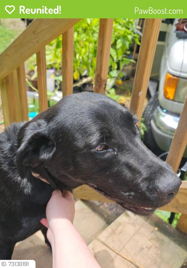 Reunited Female Dog last seen Long stretch of straight road about halfway between coalfield and 27, Coalfield, TN 37719